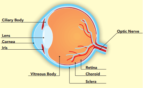 Parts of the Eye