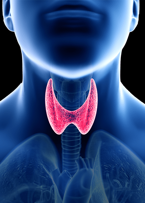 Thyroid Gland